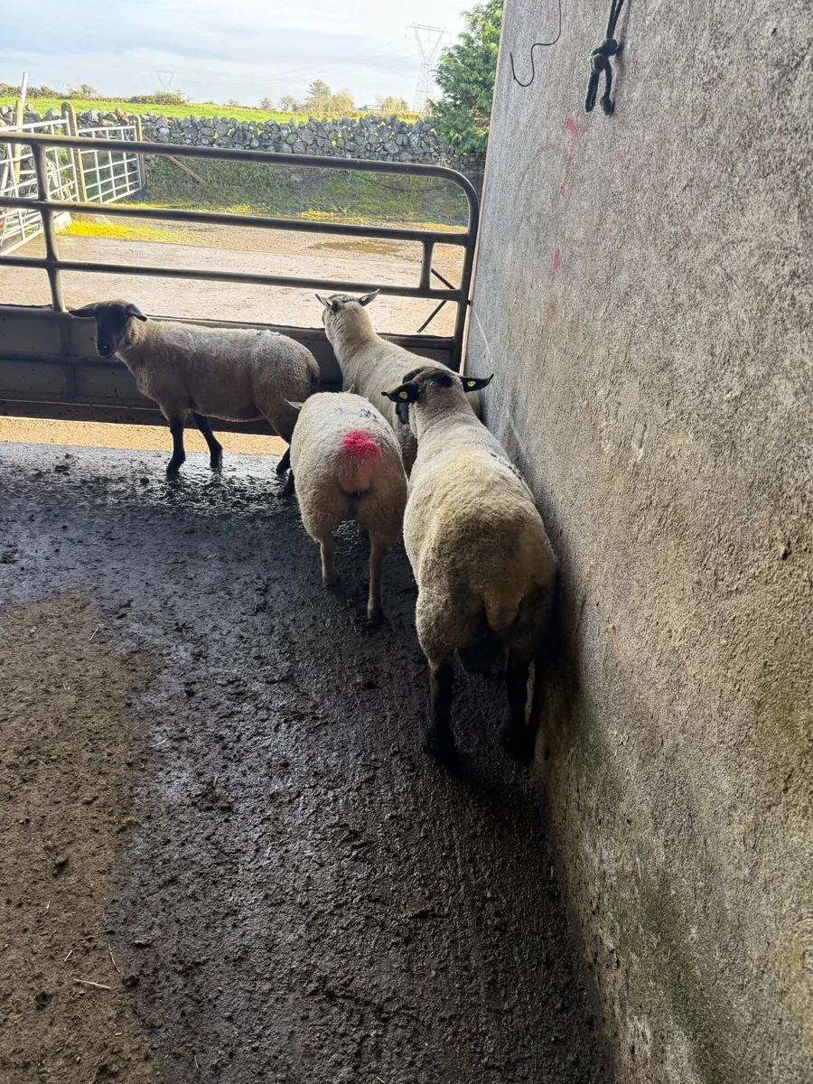 Suffolk Ram - Image 3