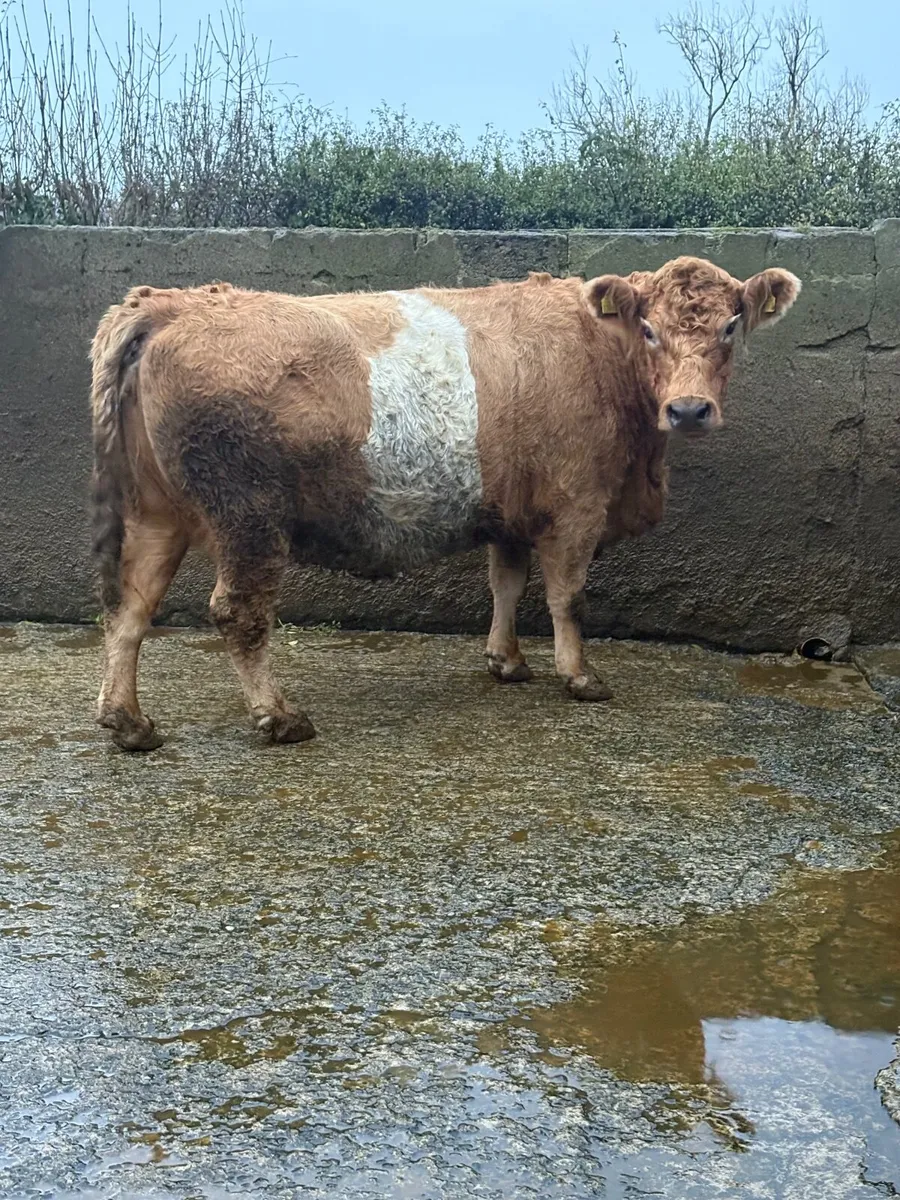2014 Simmental cross springer - Image 1