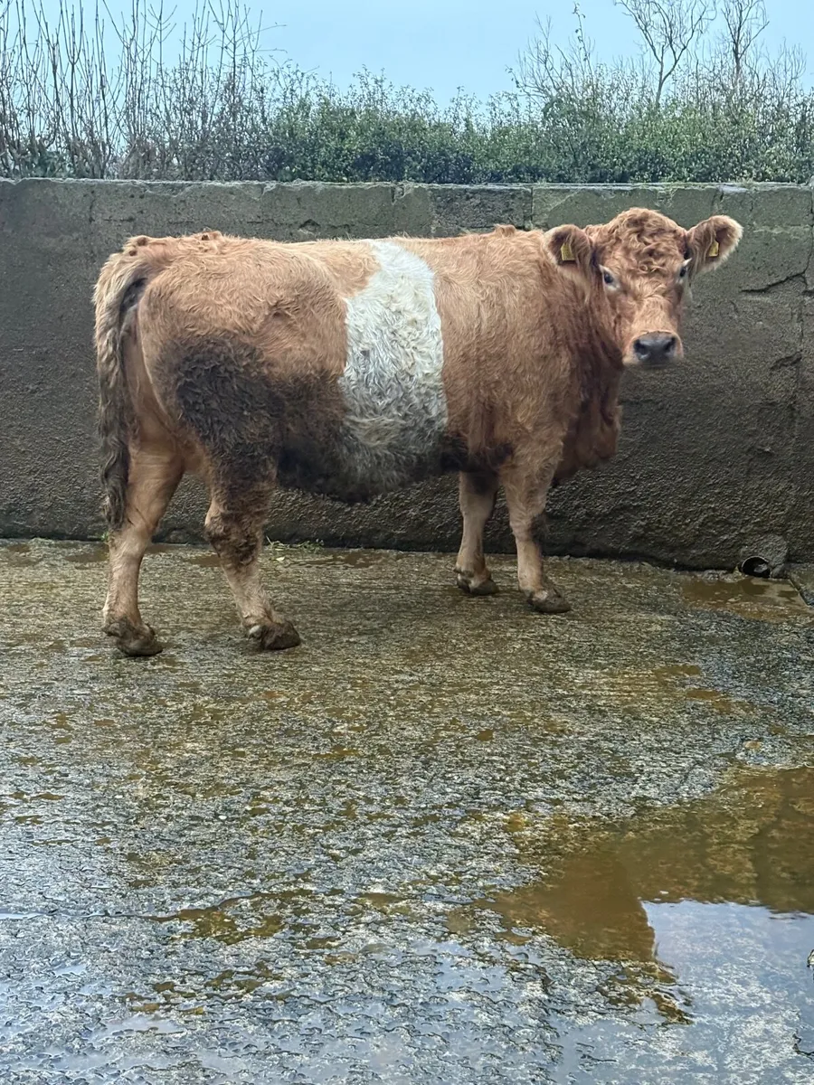 2014 Simmental cross springer - Image 2