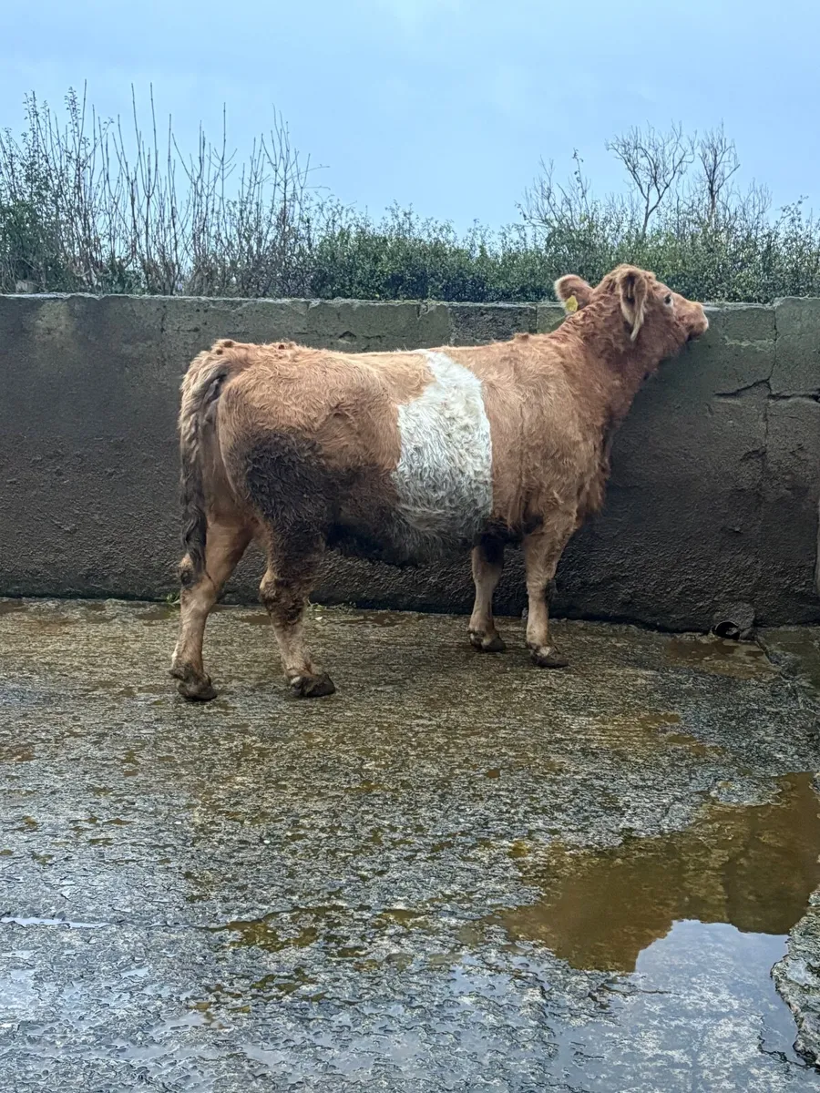 2014 Simmental cross springer - Image 3