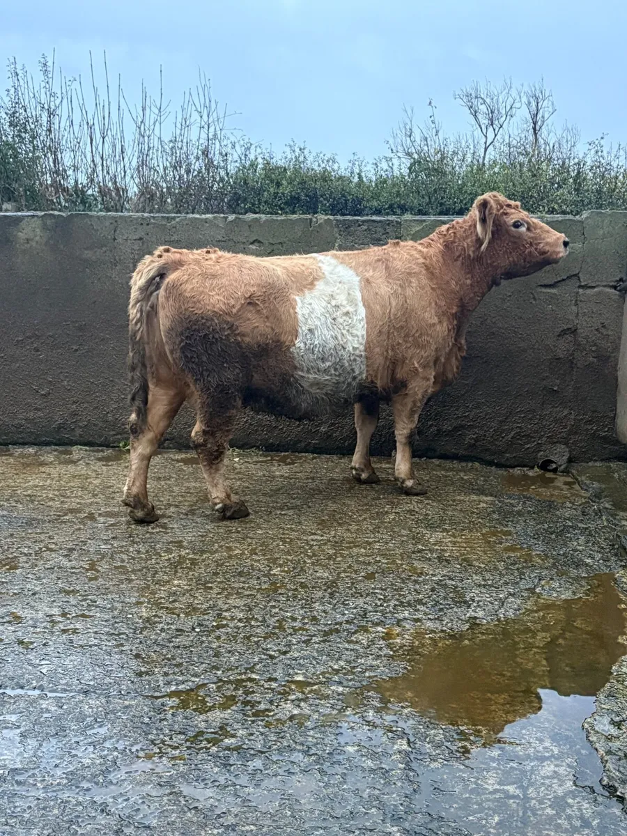 2014 Simmental cross springer - Image 4