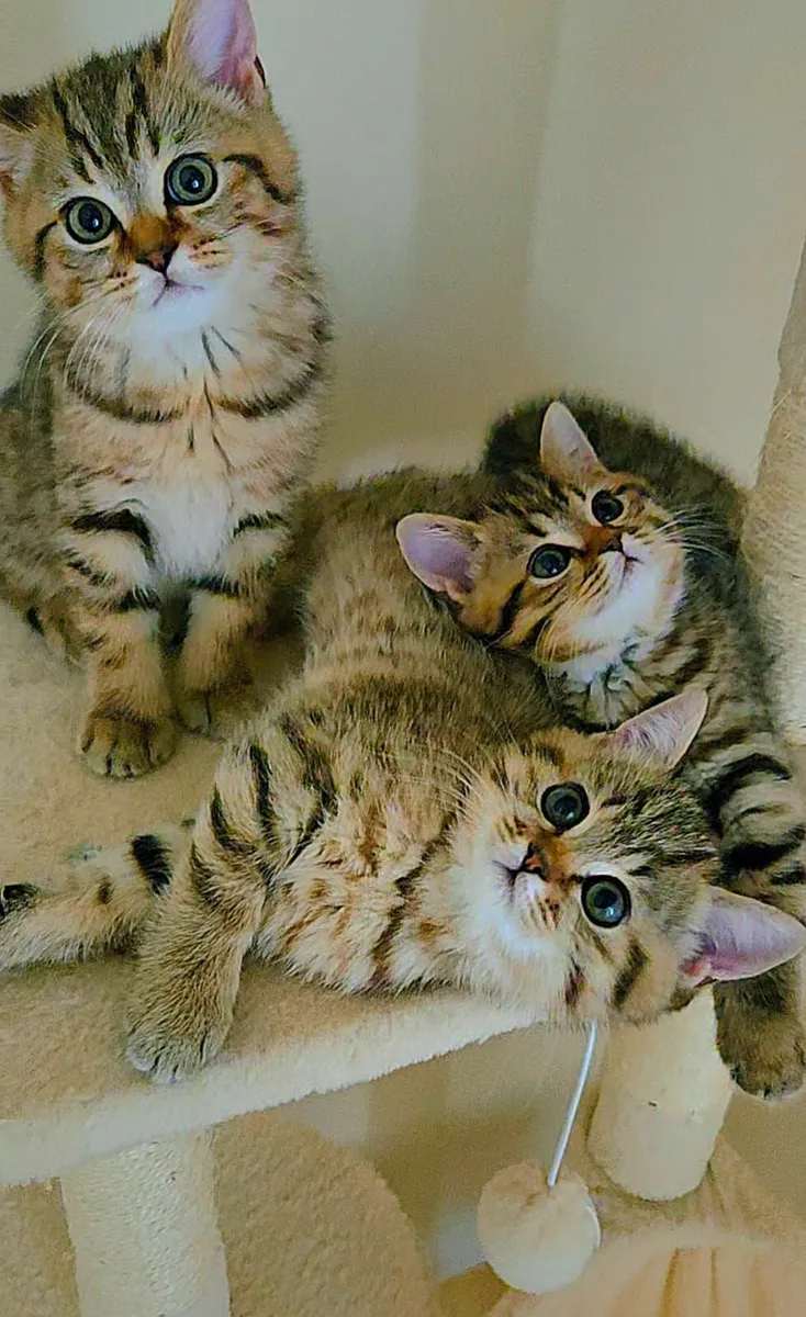 Kittens - Image 4