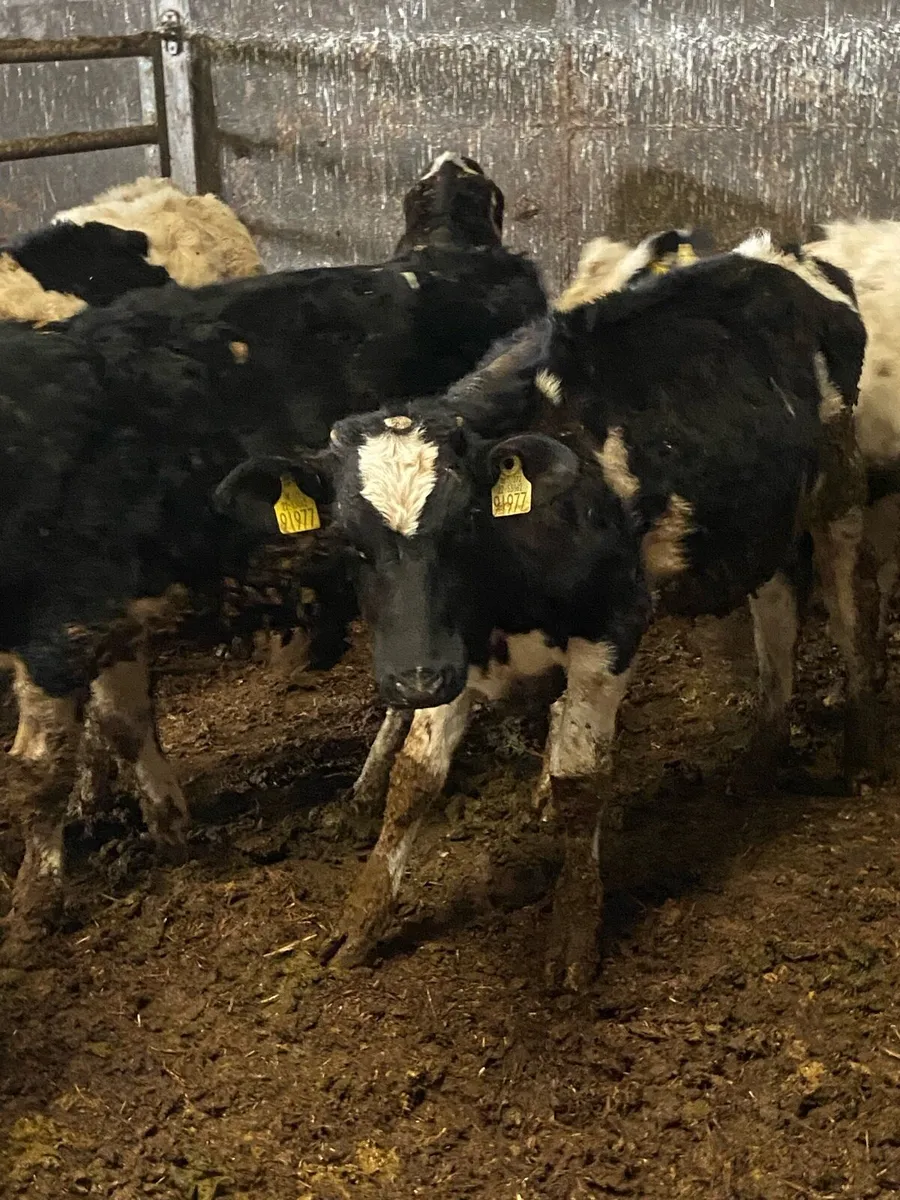 11 super freisin bulls - Image 1