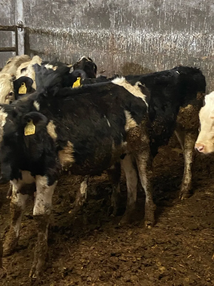 11 super freisin bulls - Image 4