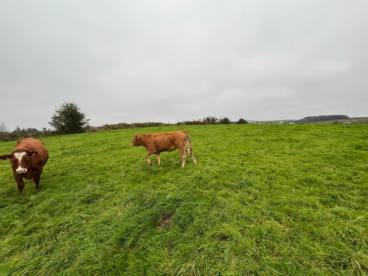 Incalf heifer - Image 1
