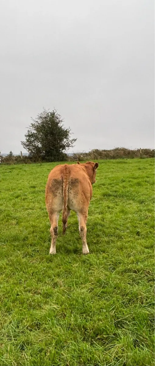 Incalf heifer - Image 3