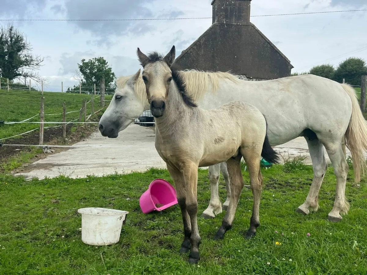 golden dun Connemara colt foal - Image 1