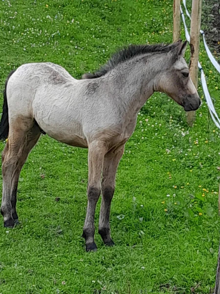 golden dun Connemara colt foal - Image 2