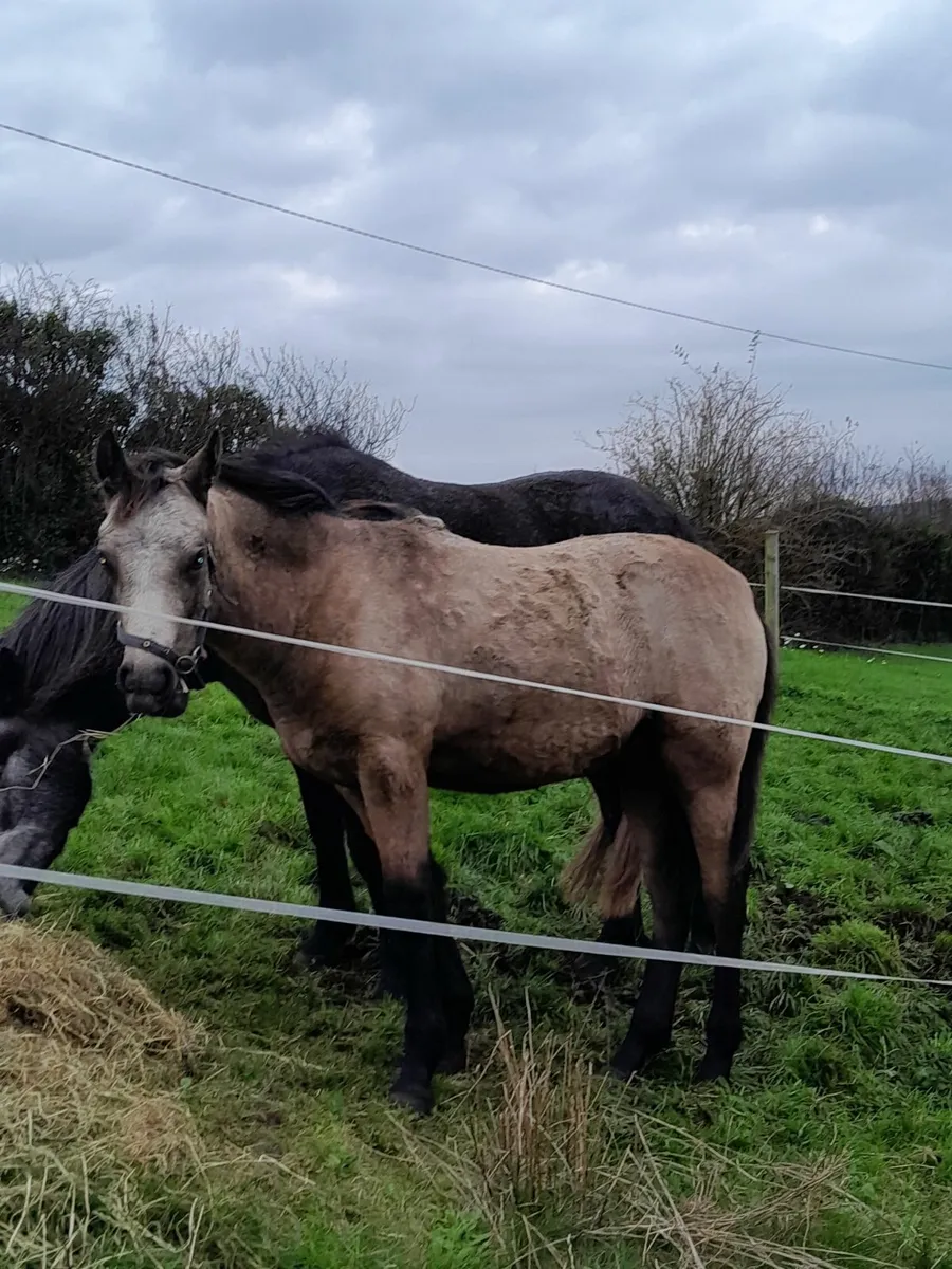 golden dun Connemara colt foal - Image 3
