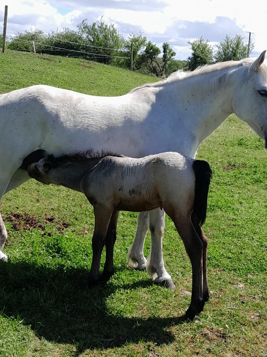 golden dun Connemara colt foal - Image 4