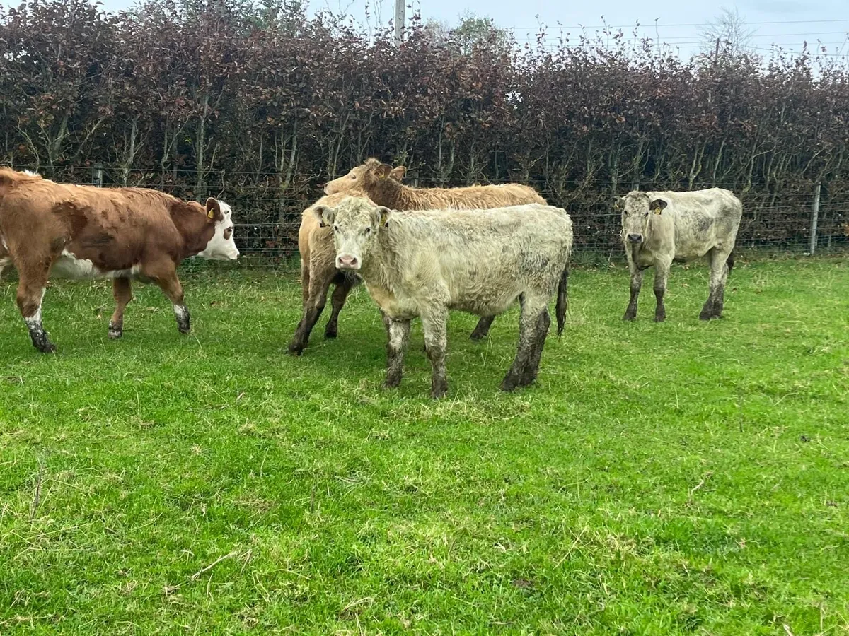 7 super 360 kg charlaois store heifers - Image 1
