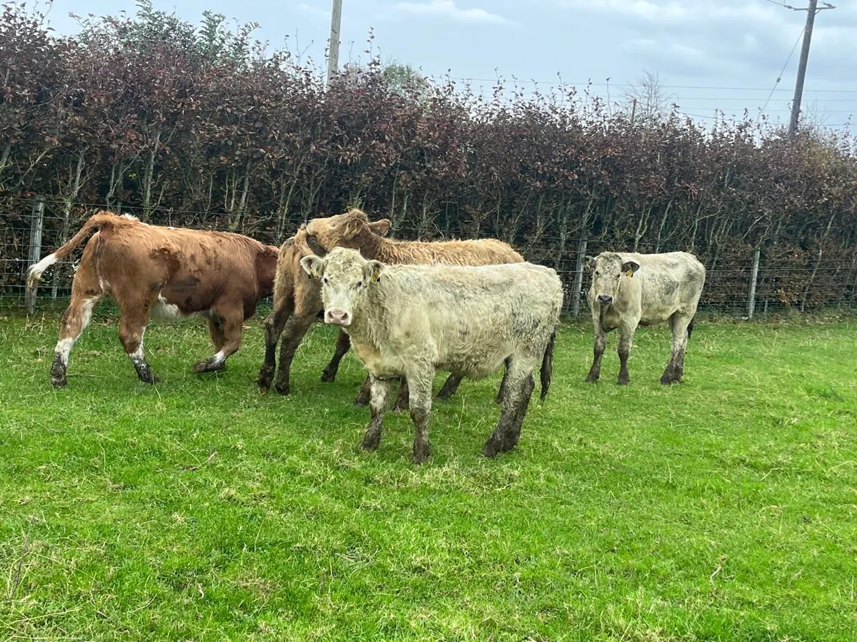 7 super 360 kg charlaois store heifers - Image 2