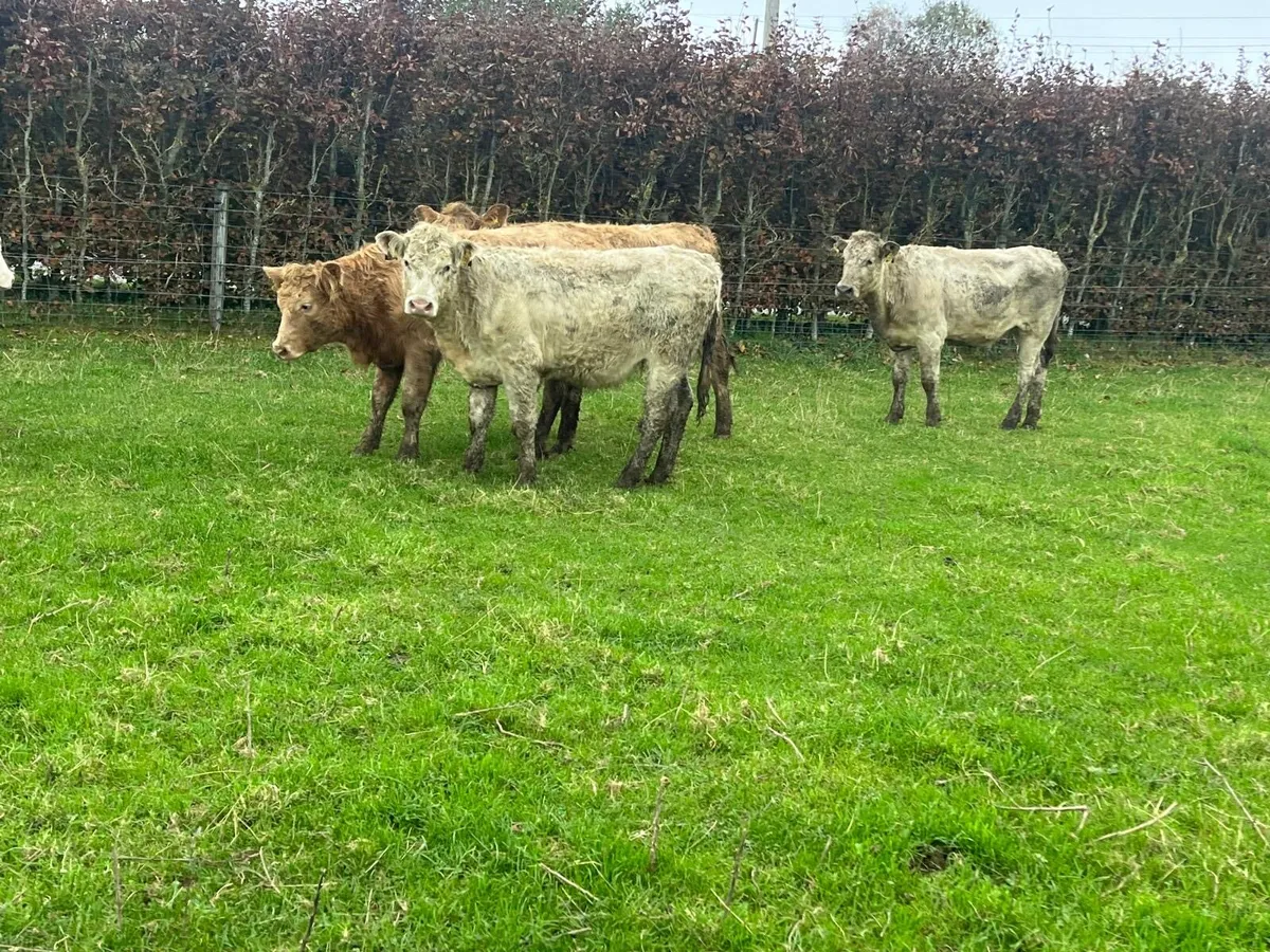 7 super 360 kg charlaois store heifers - Image 3
