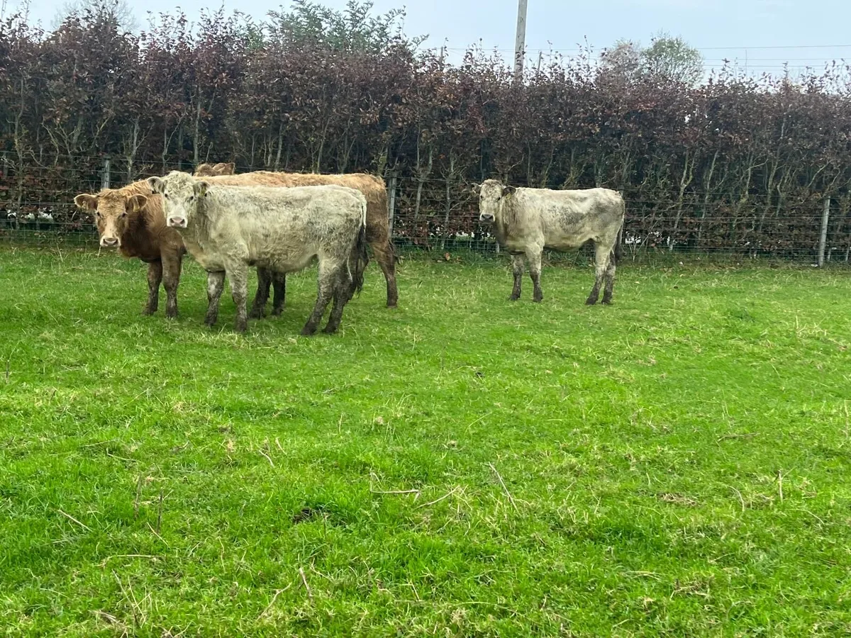 7 super 360 kg charlaois store heifers - Image 4