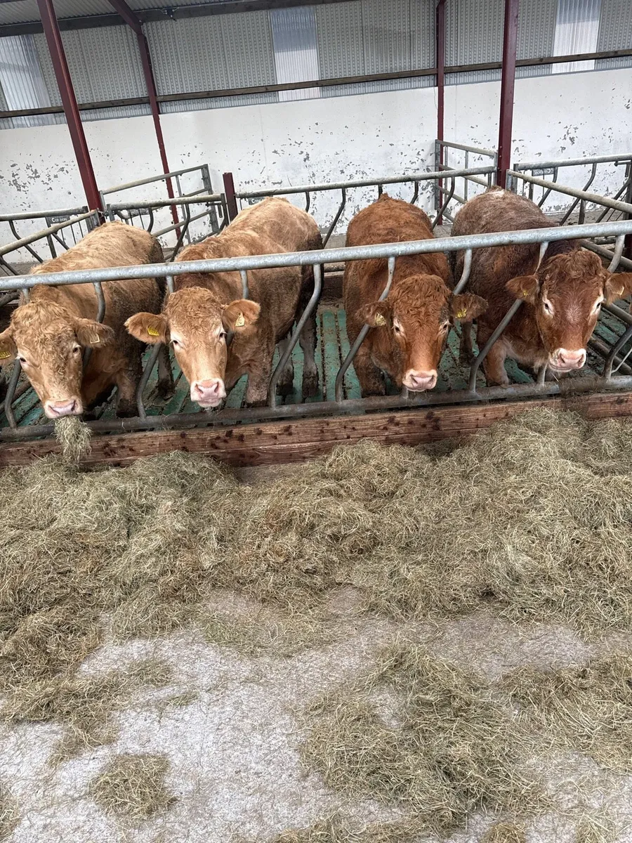 Beef cattle - Image 1