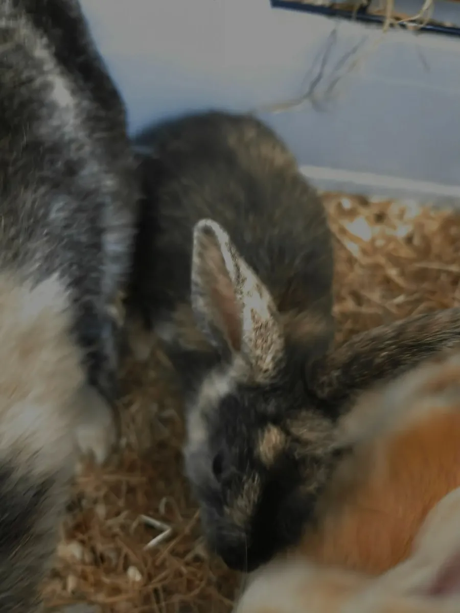 Rabbits - Image 2