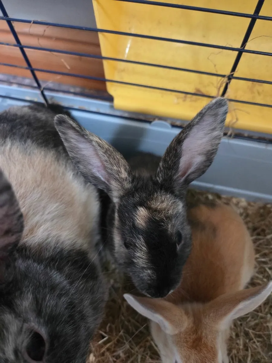 Rabbits - Image 3