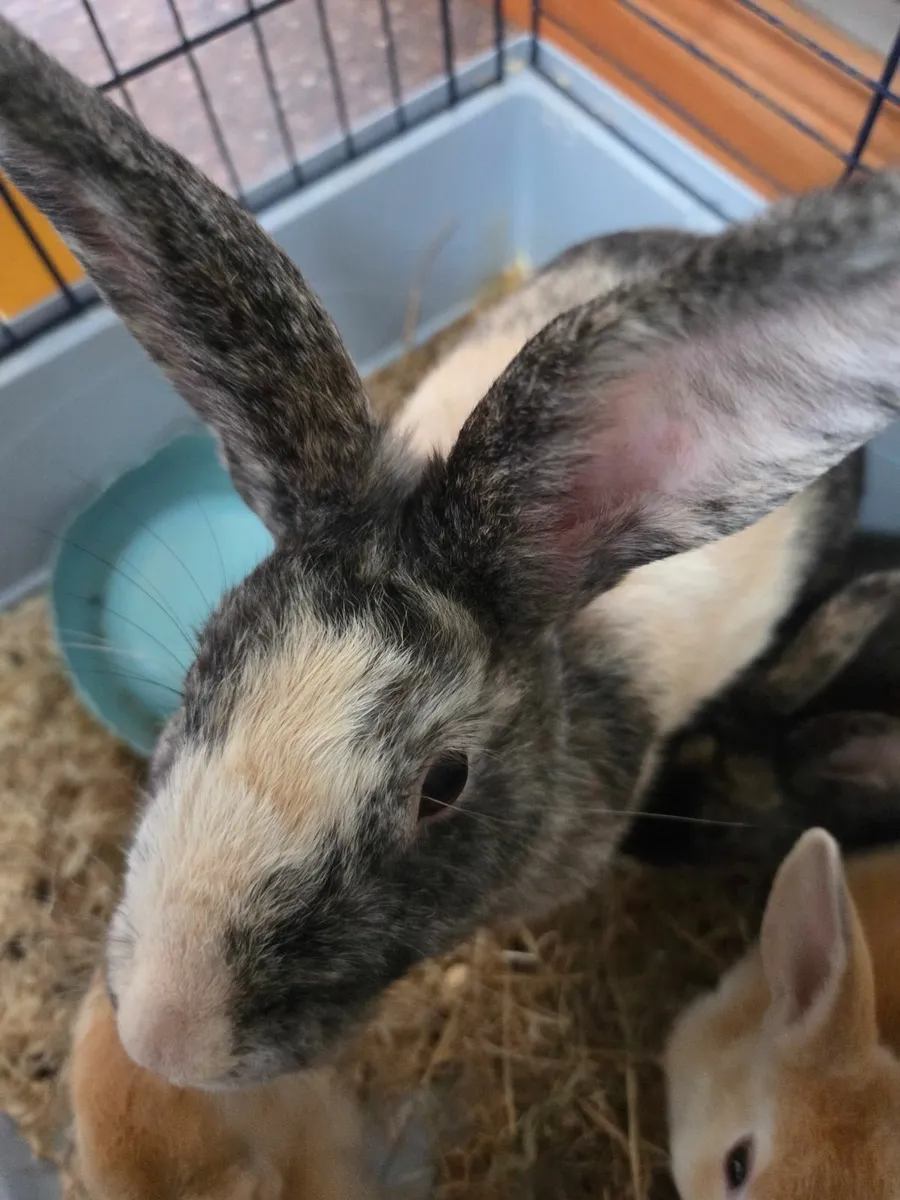 Rabbits - Image 4