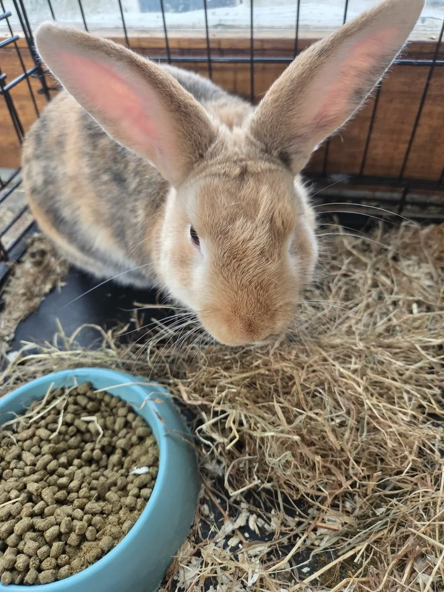 Rabbits - Image 1