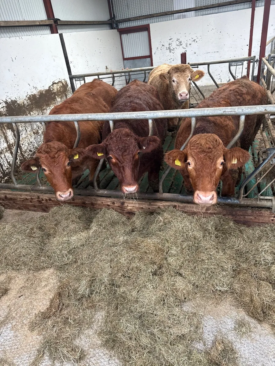 Beef cattle - Image 2