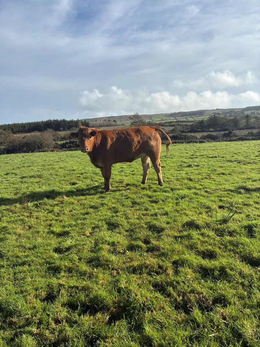 Springing Heifer - Image 1