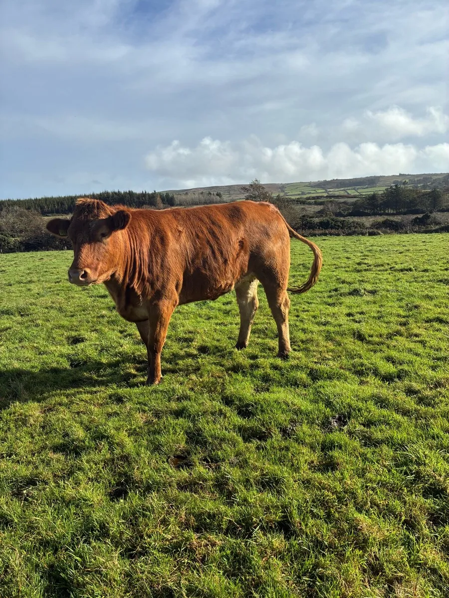 Springing Heifer - Image 2