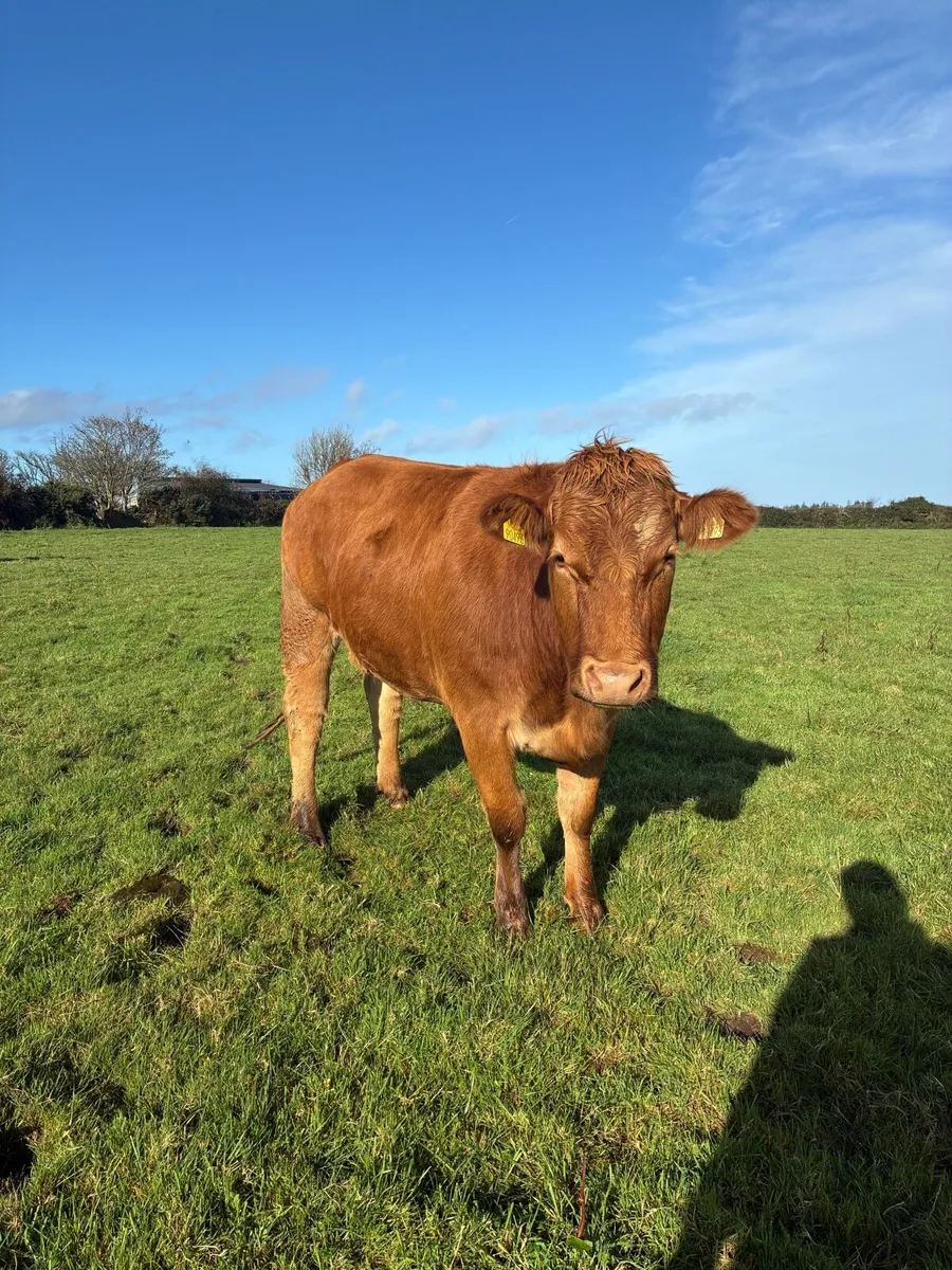 Springing Heifer - Image 3
