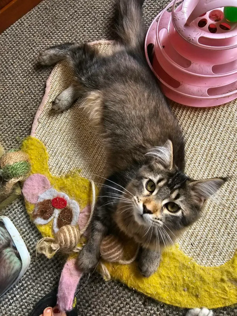 Maine Coon kittens pedigree and registered - Image 2