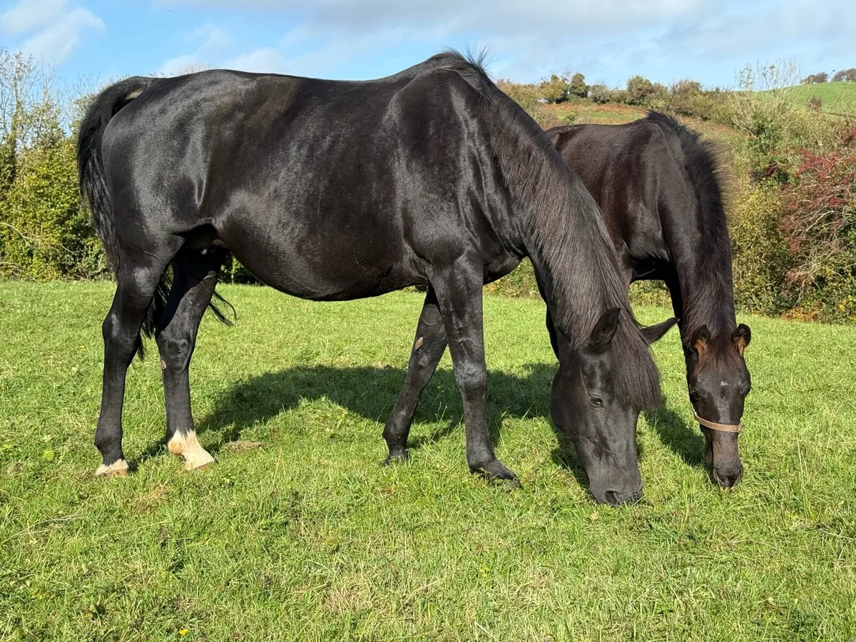 **Showjmping Broodmare** - Image 1