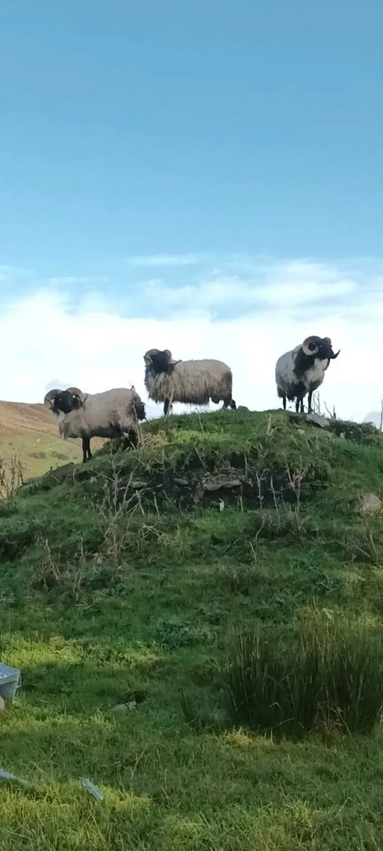 Hardy Hill hoggets - Image 1