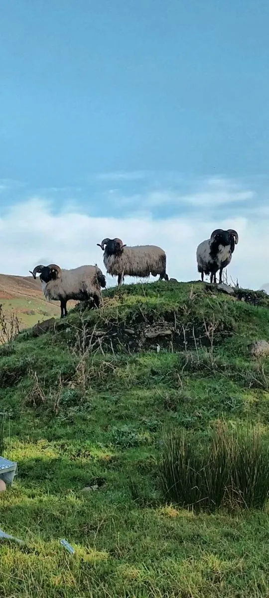 Hardy Hill hoggets - Image 2