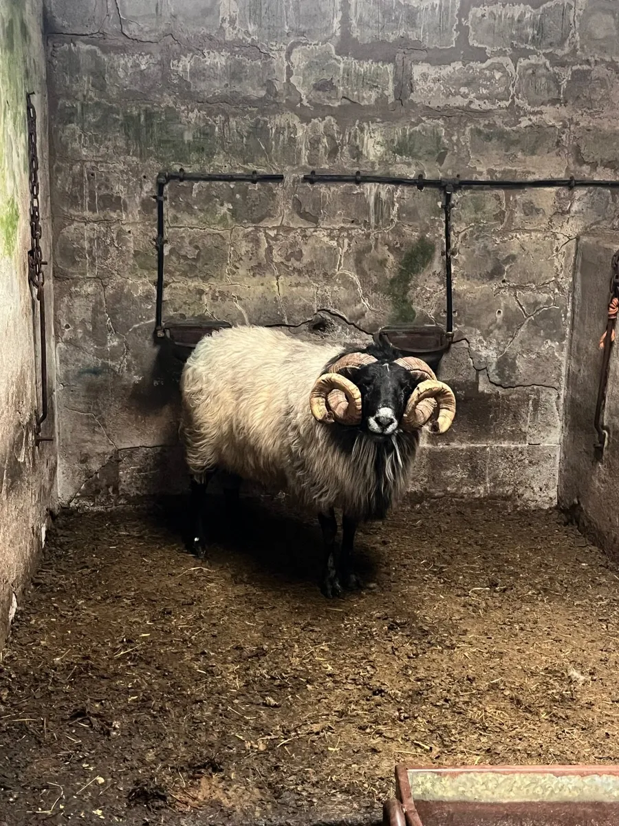 Mayo Blackface Ram - Image 2