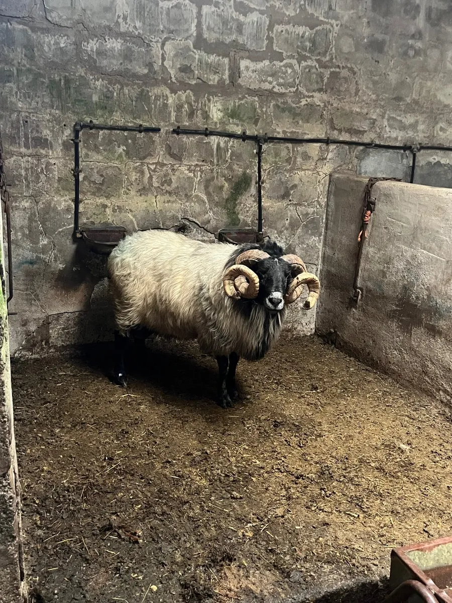 Mayo Blackface Ram - Image 3