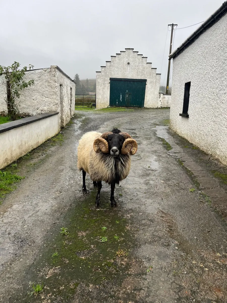 Mayo Blackface Ram - Image 1