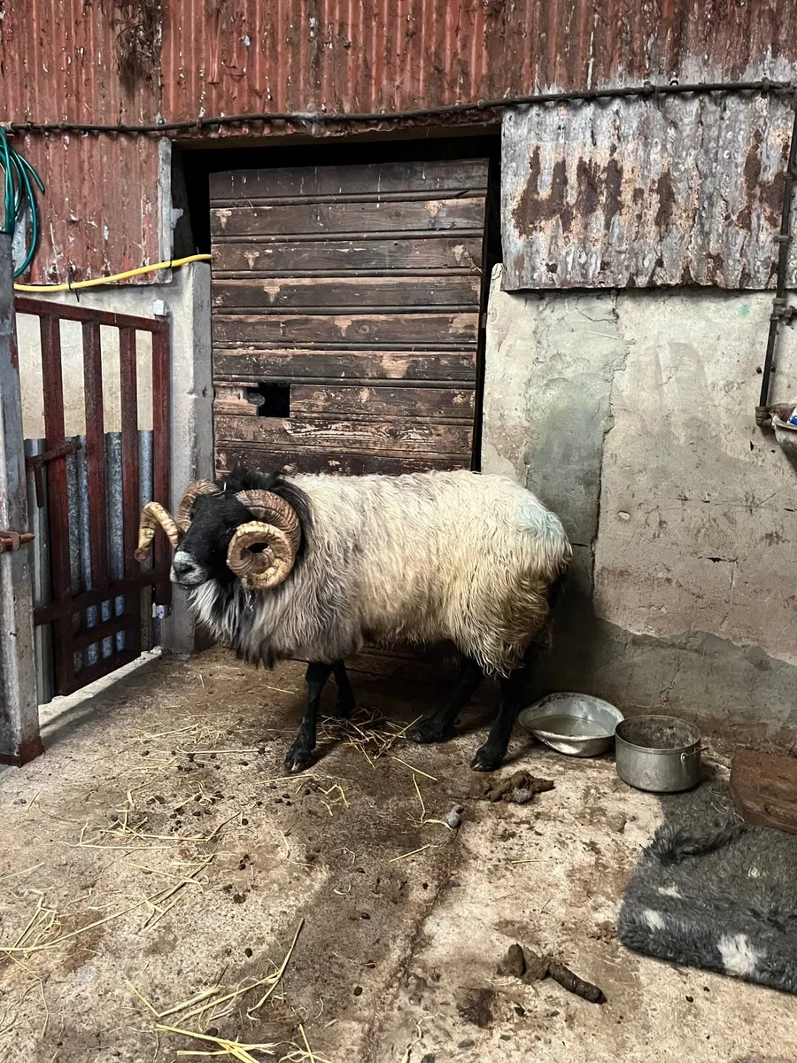 Mayo Blackface Ram - Image 4
