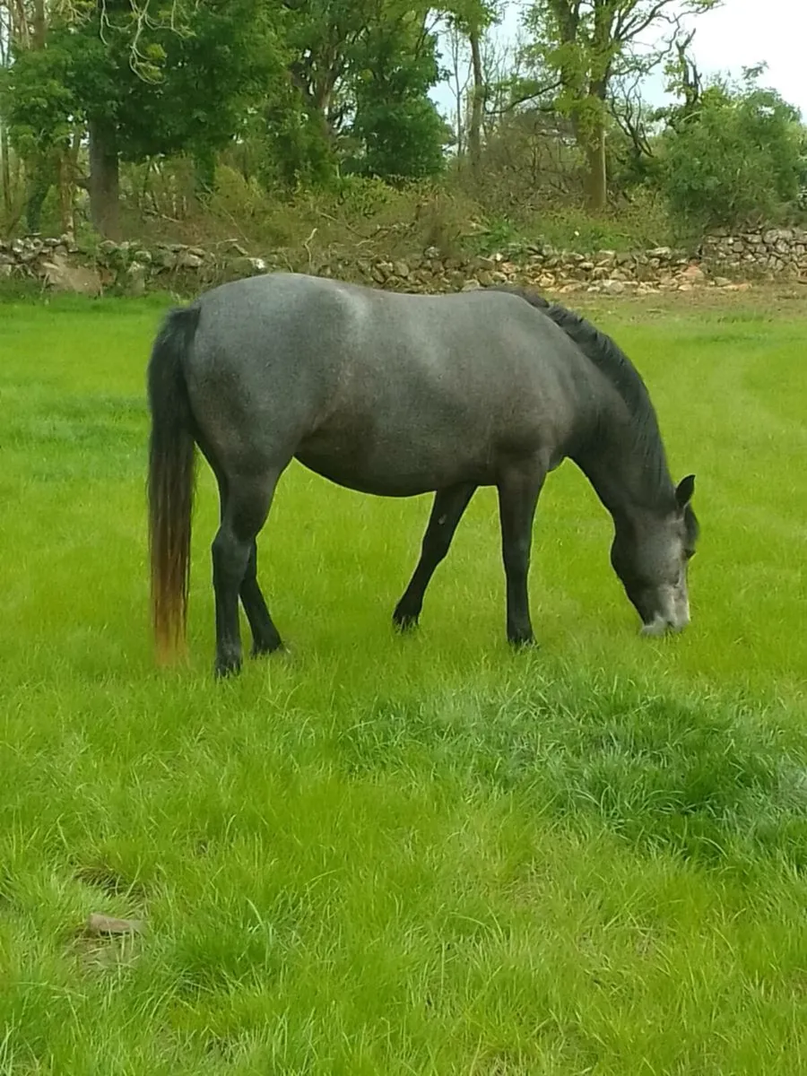 Connemara pony - Image 1