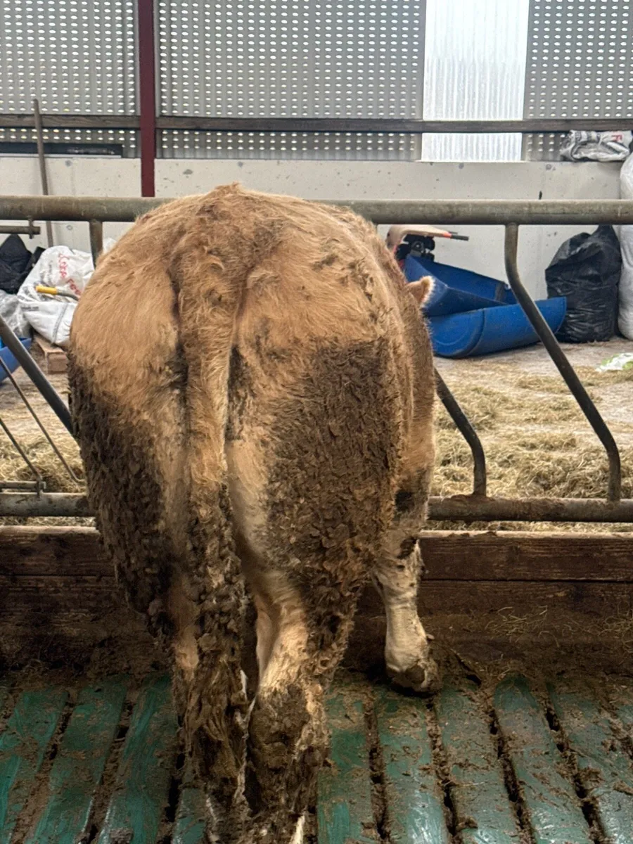 Beef cattle - Image 4