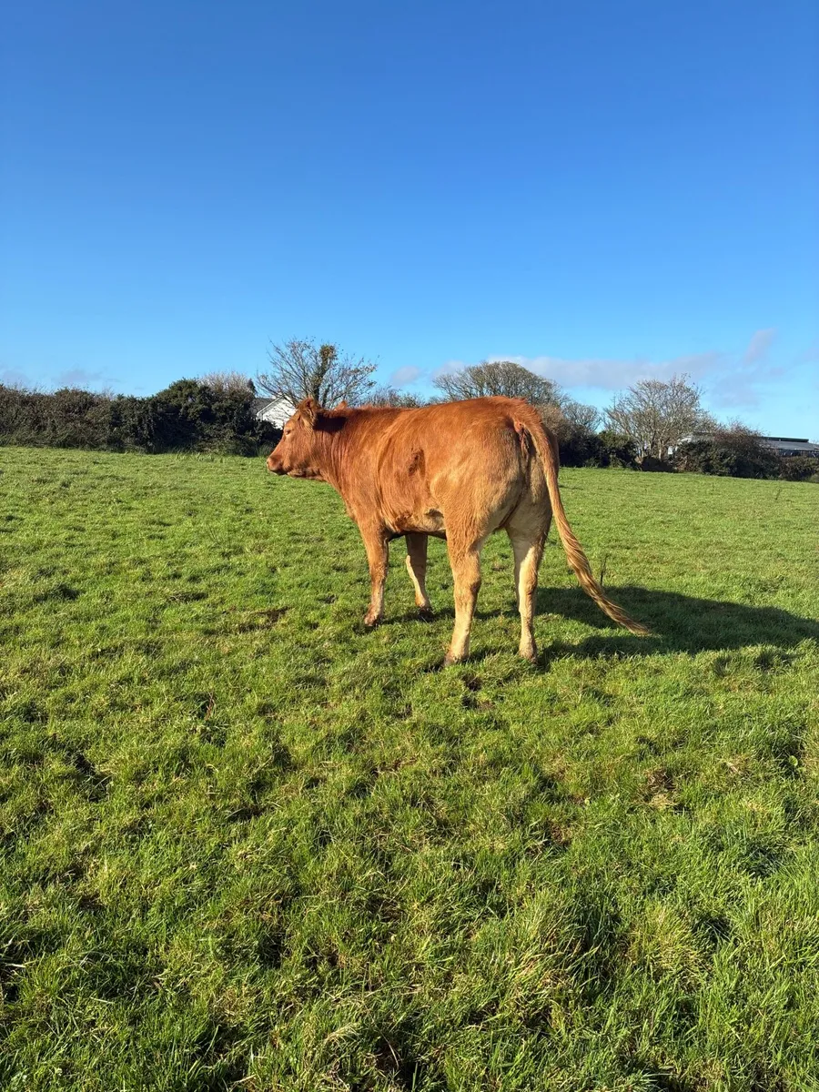 Springing Heifer - Image 4