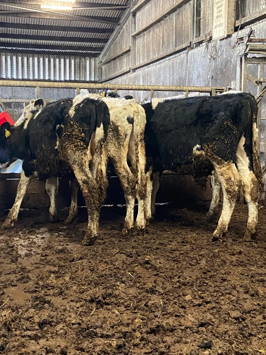 10 super British freisian bulls - Image 1