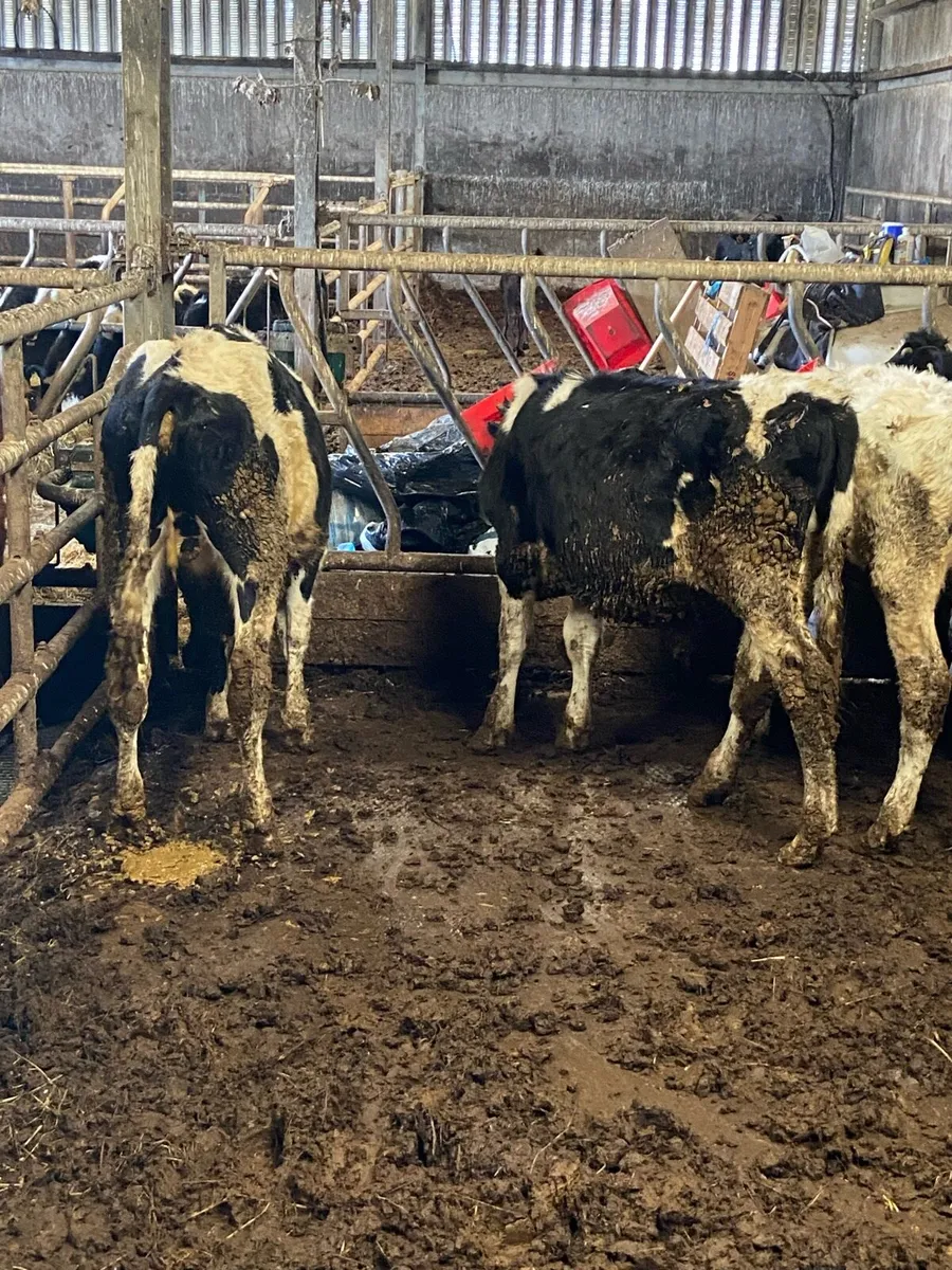 10 super British freisian bulls - Image 2