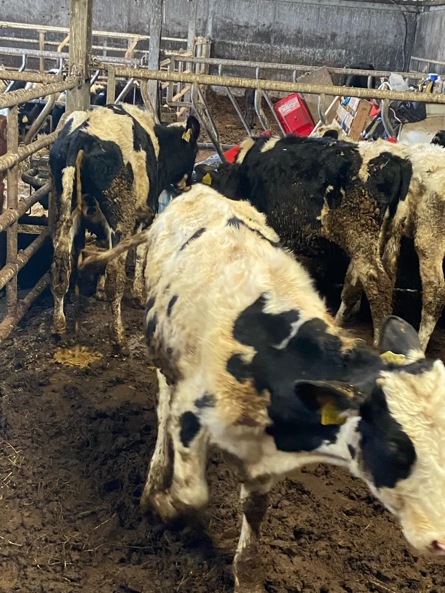 10 super British freisian bulls - Image 3