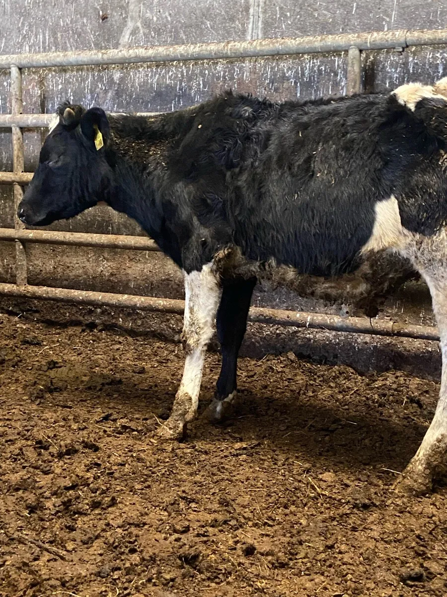 10 super British freisian bulls - Image 4