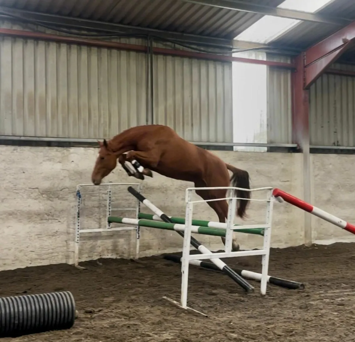 3 year old Filly - Image 1