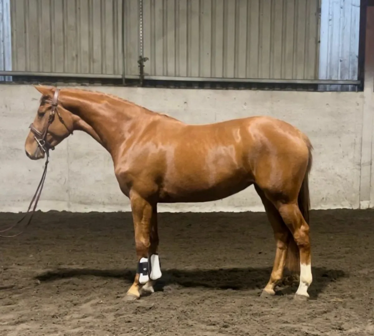 3 year old Filly - Image 3