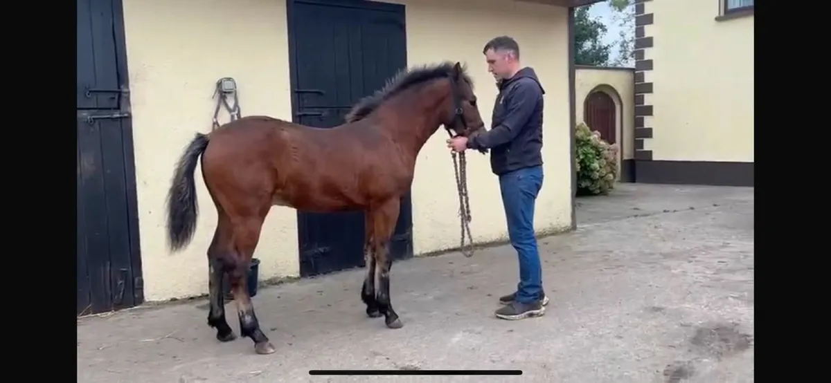 Connemara Colt Foal - Image 4