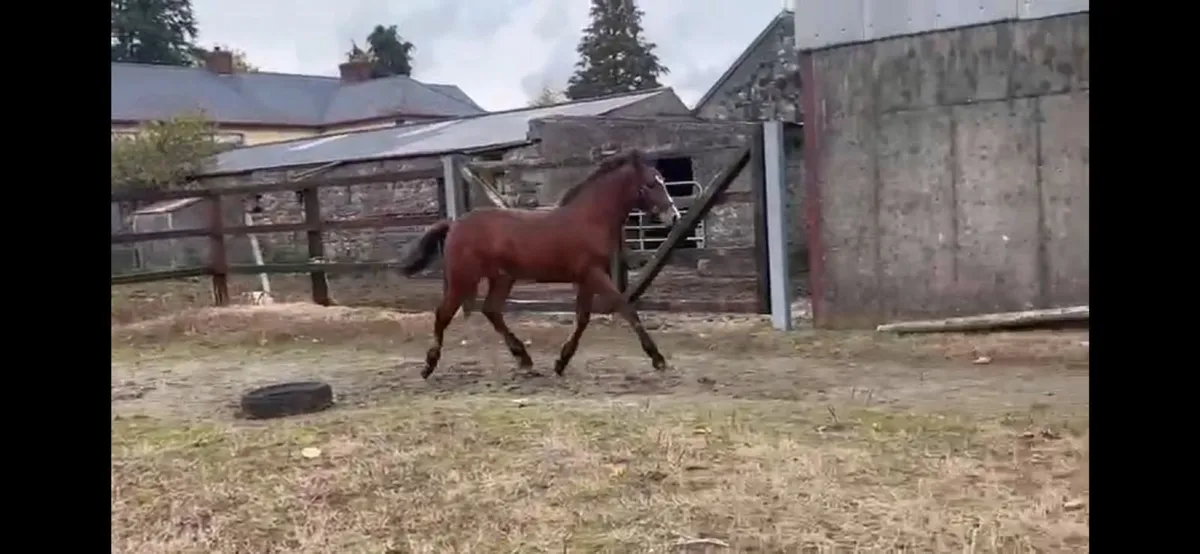 Connemara Colt Foal - Image 1