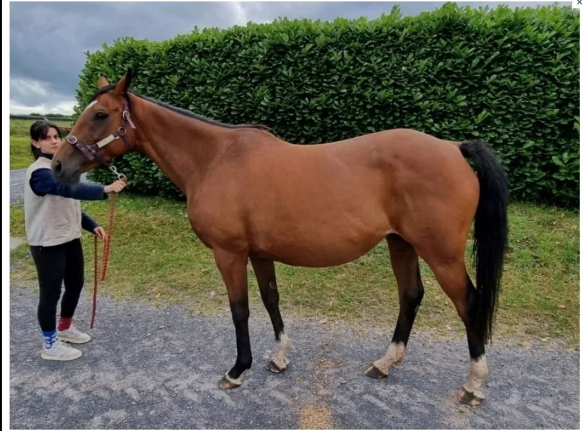 Infoal to Pegase van't Ruytershof,  Broodmare - Image 2