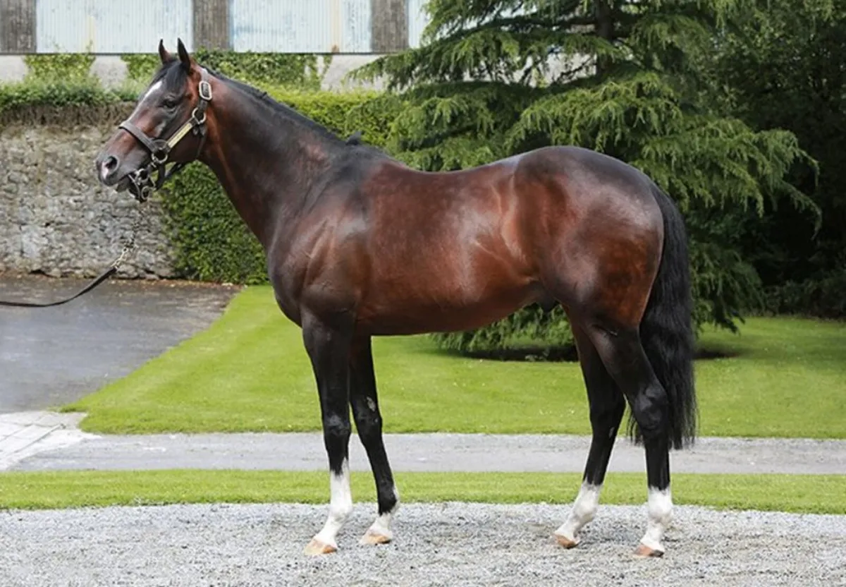 Infoal to Pegase van't Ruytershof,  Broodmare - Image 3