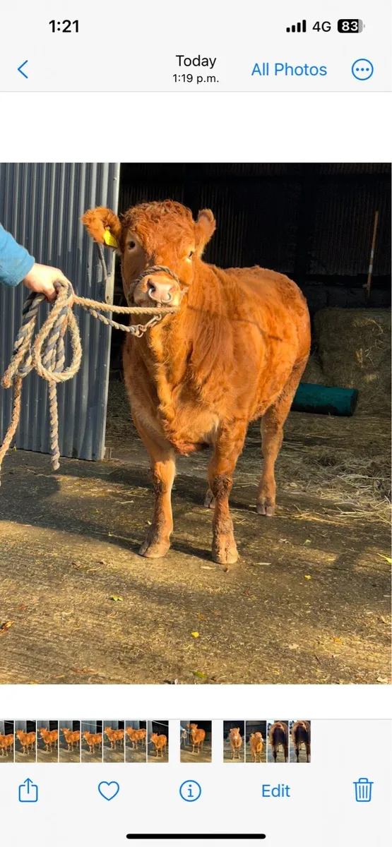 Pedigree Limousin Heifer - Image 2