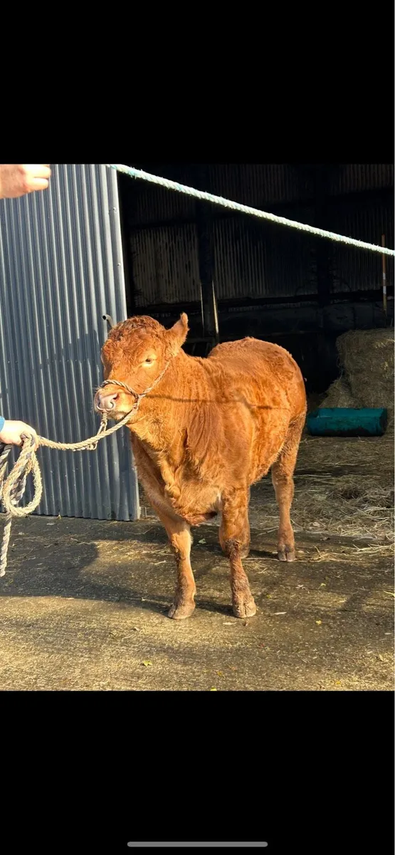 Pedigree Limousin Heifer - Image 1